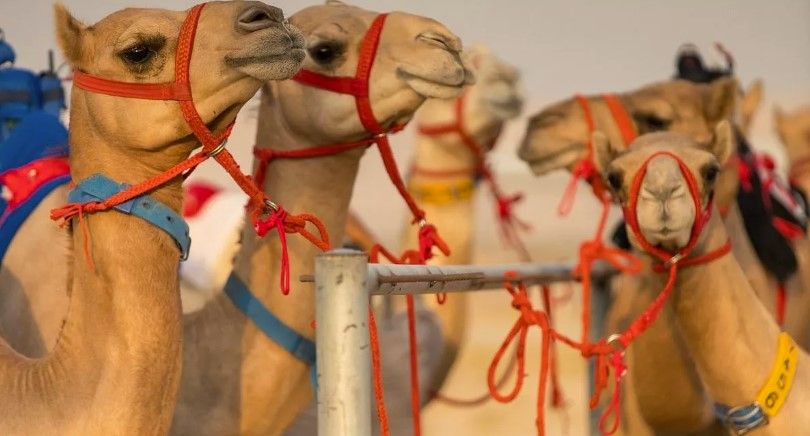 Dubai Royal Camel Racing.jpg